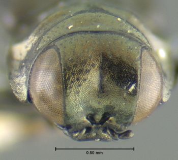 Media type: image;   Entomology 17231 Aspect: head frontal view